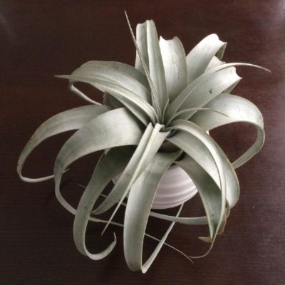 Photo by Maaahxxさん@GreenSnap