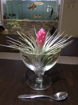 Photo by ポルカドットさん@GreenSnap