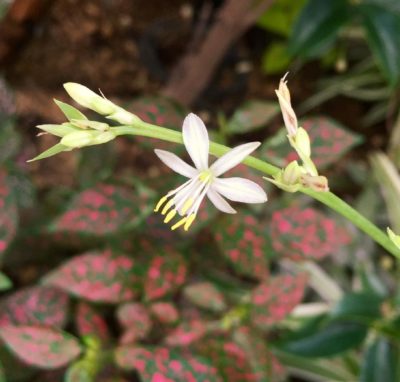 Photo by ☆*:.｡. airin .｡.:*☆さん@GreenSnap