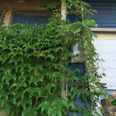 Photo by yokoヽ(*´∀｀*)ノさん@GreenSnap