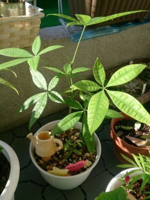 Photo by ryo(*¨*)さん@GreenSnap