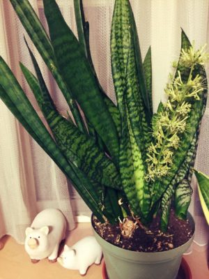 Photo by ちいさん@GreenSnap