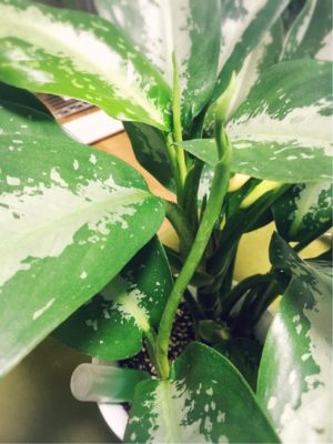 Photo by しぃ｡:°ஐ♡*さん@GreenSnap