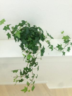 Photo by yokoさん@GreenSnap