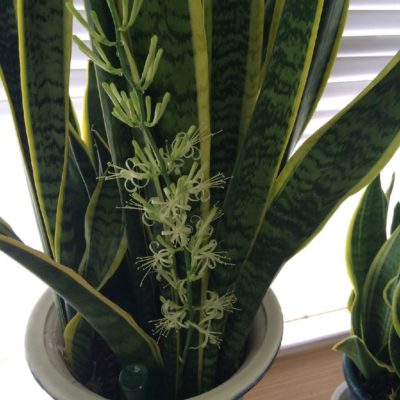 Photo by SHIHOさん@GreenSnap