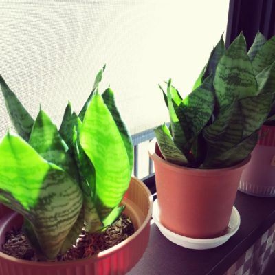 Photo by BlueSky&Greenさん@GreenSnap