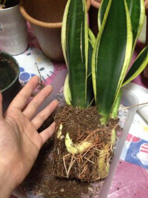 Photo by 氷麗さん@GreenSnap