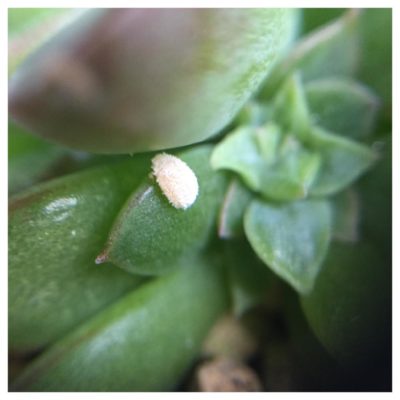 観葉植物の天敵 予防のしづらいカイガラムシ Greensnap グリーンスナップ