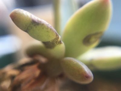 Photo by あっちゃん、さん@GreenSnap