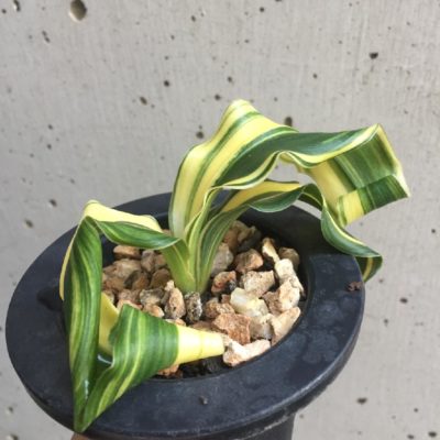 Photo by 池さん@GreenSnap