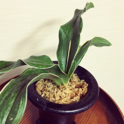 Photo by 池さん@GreenSnap