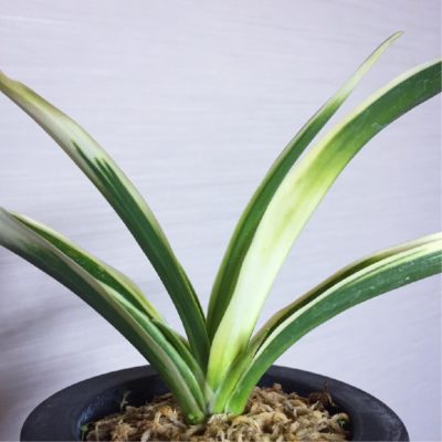 Photo by 池さん@GreenSnap