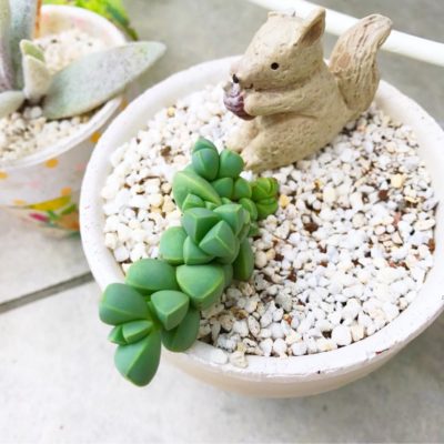 Photo by coppiさん@GreenSnap