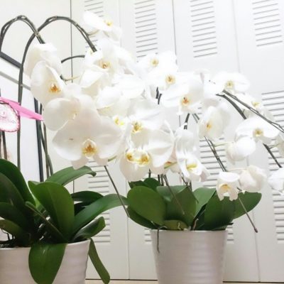 Photo by HINE☆さん@GreenSnap