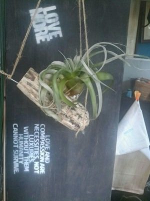 Photo by Renさん@GreenSnap