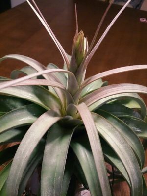 Photo by Naobonさん@GreenSnap