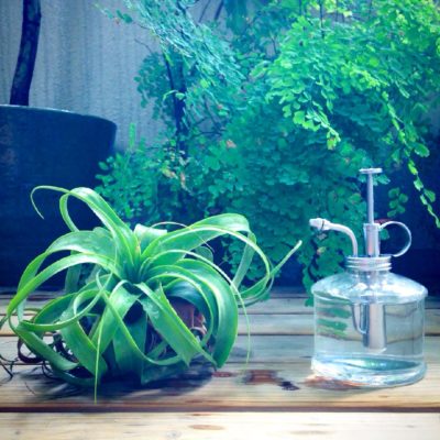 Photo by Griffinさん@GreenSnap