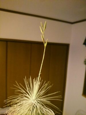 Photo by ひでのすけさん@GreenSnap