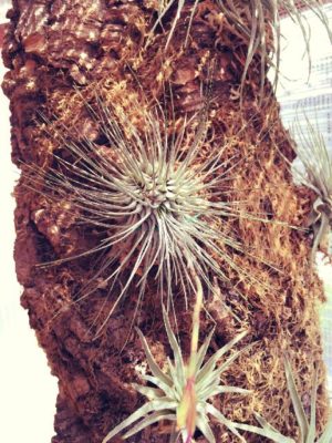 Photo by カズヒロさん@GreenSnap