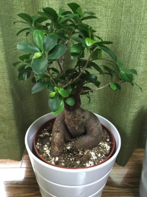 Photo by きりんさん@GreenSnap