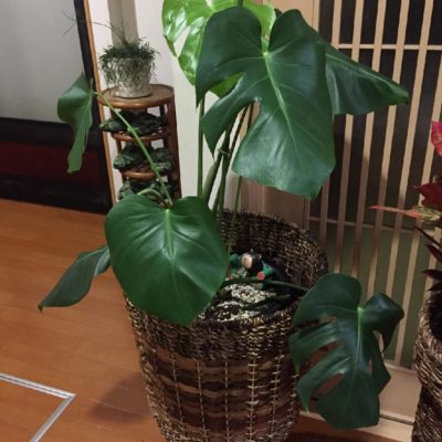 Photo by つっちーさん@GreenSnap