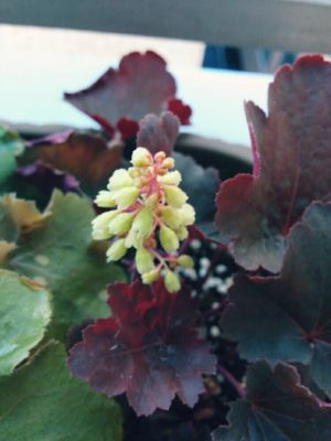 Photo by m.-.mさん@GreenSnap