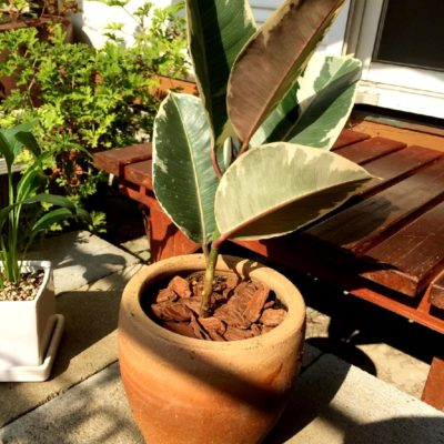 Photo by Yuuさん@GreenSnap