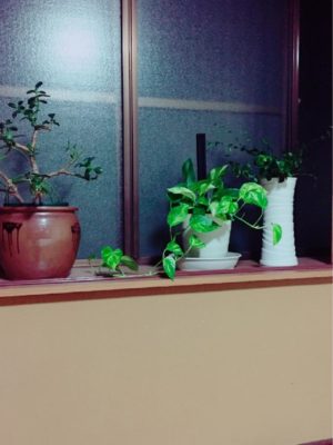 Photo by つっちーさん@GreenSnap