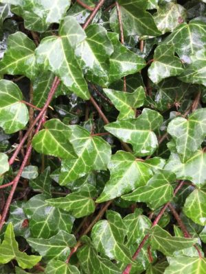 Photo by 405♪さん@GreenSnap