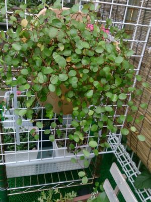 Photo by ryo(*¨*)さん@GreenSnap