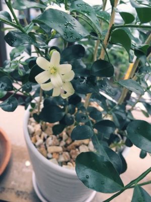 Photo by はにわさん@GreenSnap