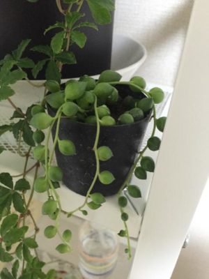 Photo by あぺさん@GreenSnap