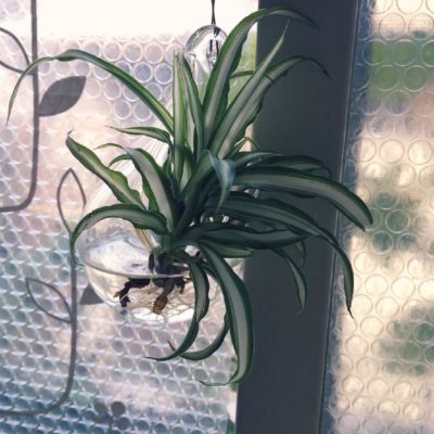 Photo by デジコタさん@GreenSnap