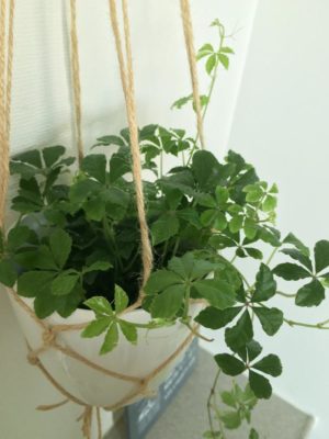 Photo by りんりんママさん@GreenSnap