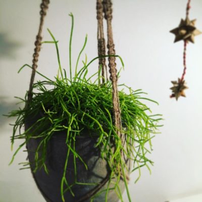 Photo by pipoさん@GreenSnap