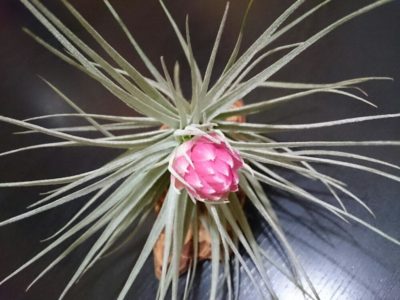 Photo by fj.izuさん@GreenSnap