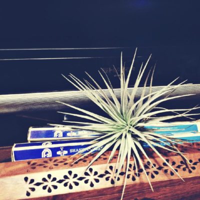 Photo by mamiiさん@GreenSnap