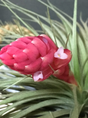 Photo by ✩chiyo✩さん@GreenSnap