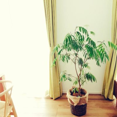 Photo by むぎこさん@GreenSnap