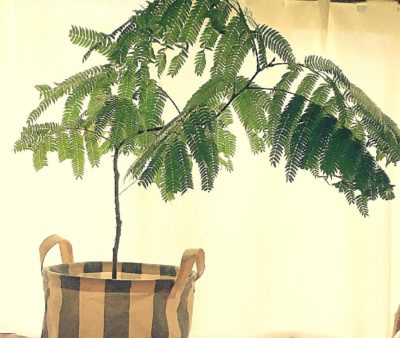 Photo by happascapさん@GreenSnap