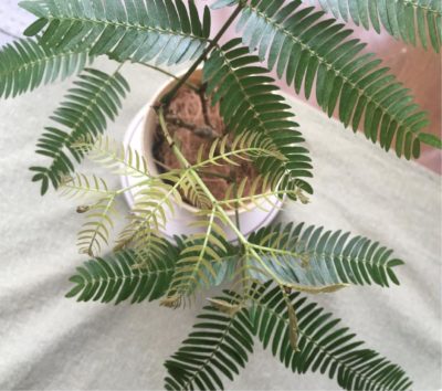 Photo by тамараさん@GreenSnap