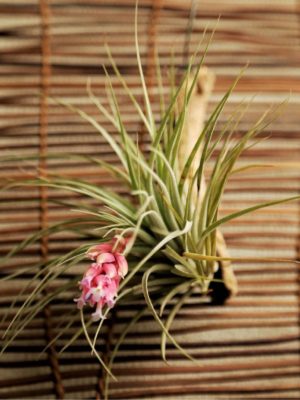 Photo by mk10さん@GreenSnap