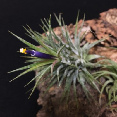 Photo by akixさん@GreenSnap