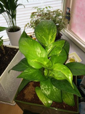 Photo by 【佳桜】jiā yīngさん@GreenSnap