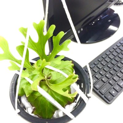 Photo by シンタロウさん@GreenSnap