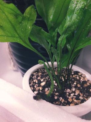 Photo by ゆかりGarden☺︎さん@GreenSnap