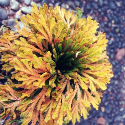 Photo by 池さん@GreenSnap