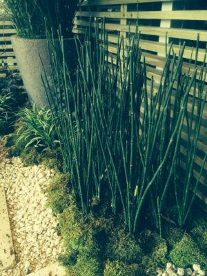 Photo by 田中 亮介さん@GreenSnap