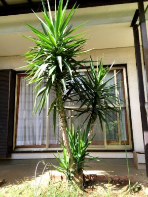 Photo by さんぞうさん@GreenSnap