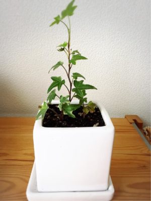 Photo by まままさん@GreenSnap